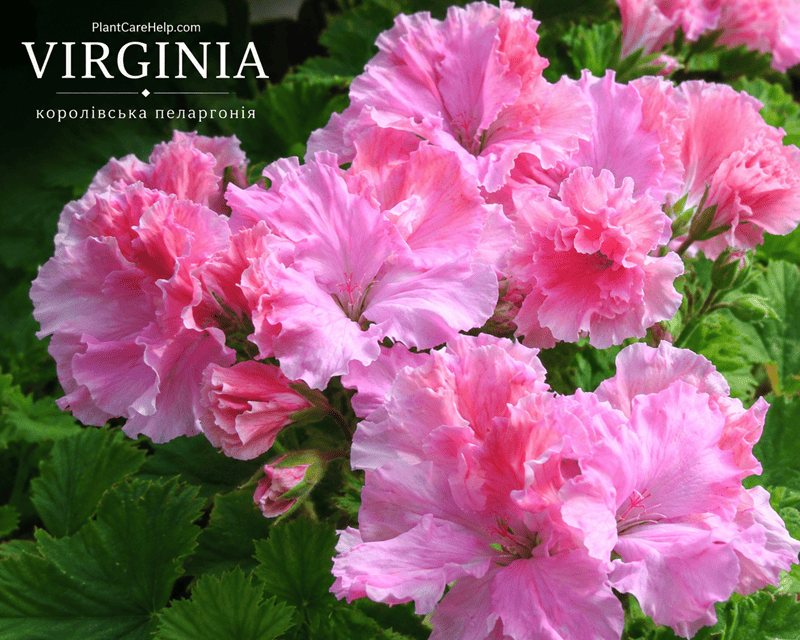 Королівська пеларгонія VIRGINIA