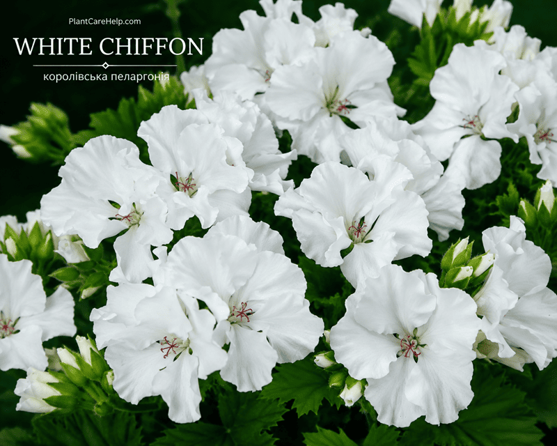 Королівська пеларгонія WHITE CHIFFON