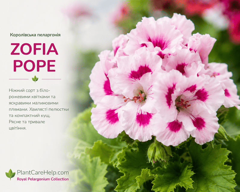 Королівська пеларгонія ZOFIA POPE